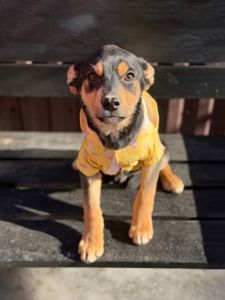 цуценя Земфіра, міні вівчарка