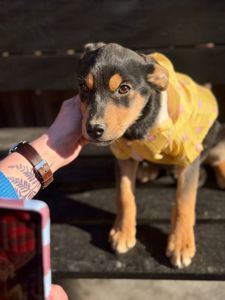 цуценя Земфіра, міні вівчарка