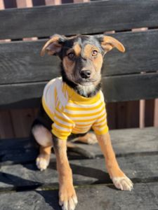 цуценя Чубчик