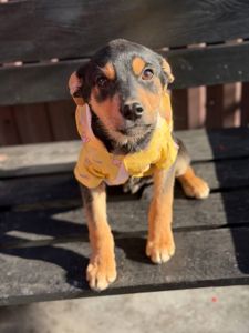 цуценя Земфіра, міні вівчарка