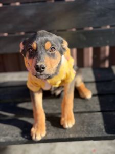 цуценя Земфіра, міні вівчарка