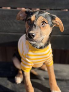 цуценя Чубчик