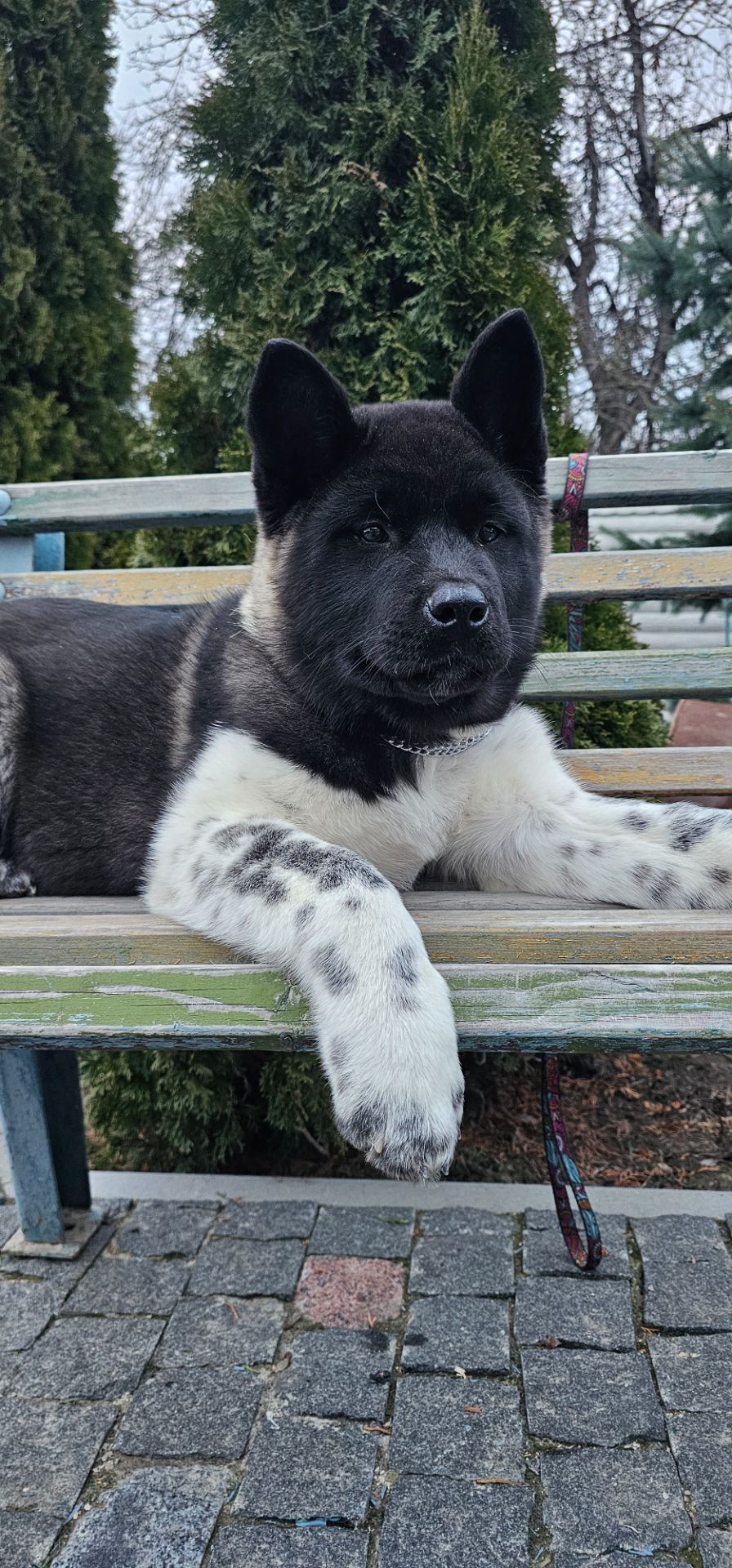 Дівчинка Американська Акіта