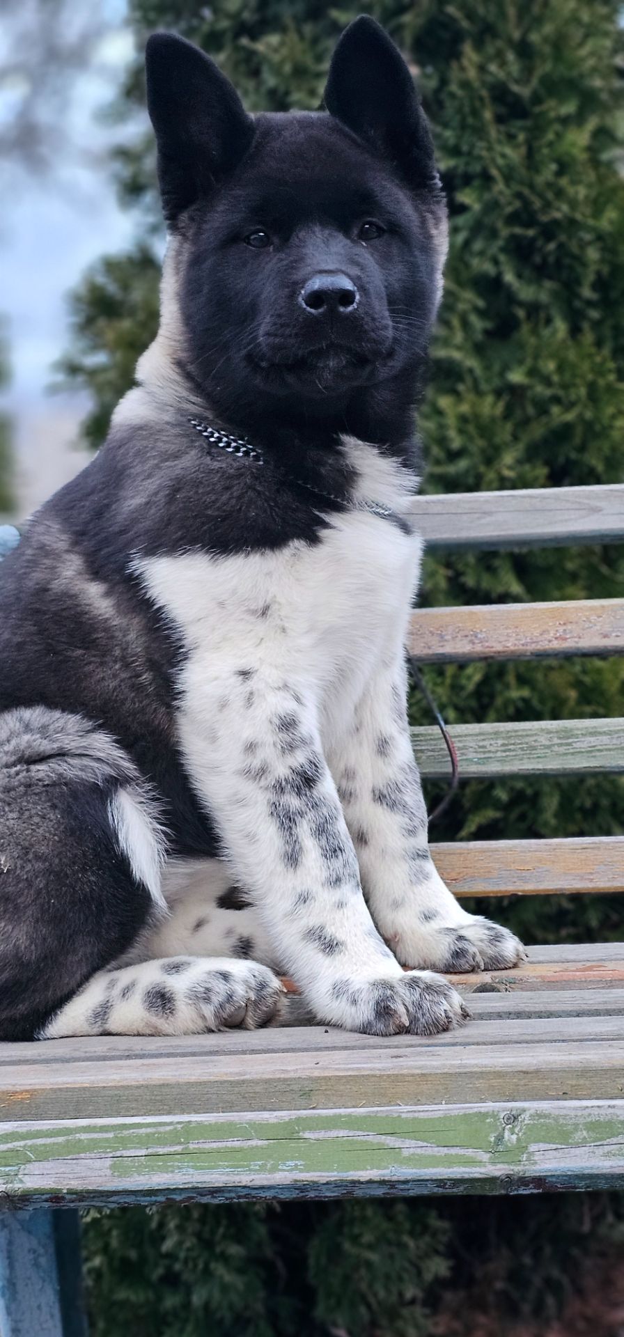 Дівчинка Американська Акіта