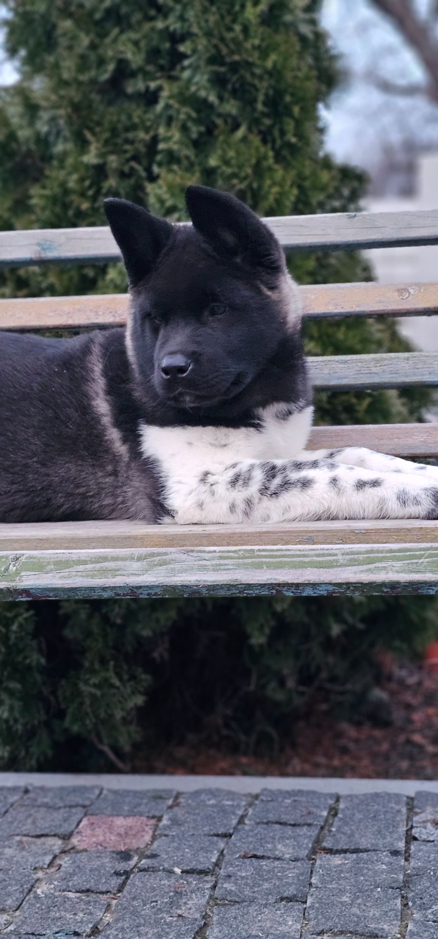 Дівчинка Американська Акіта