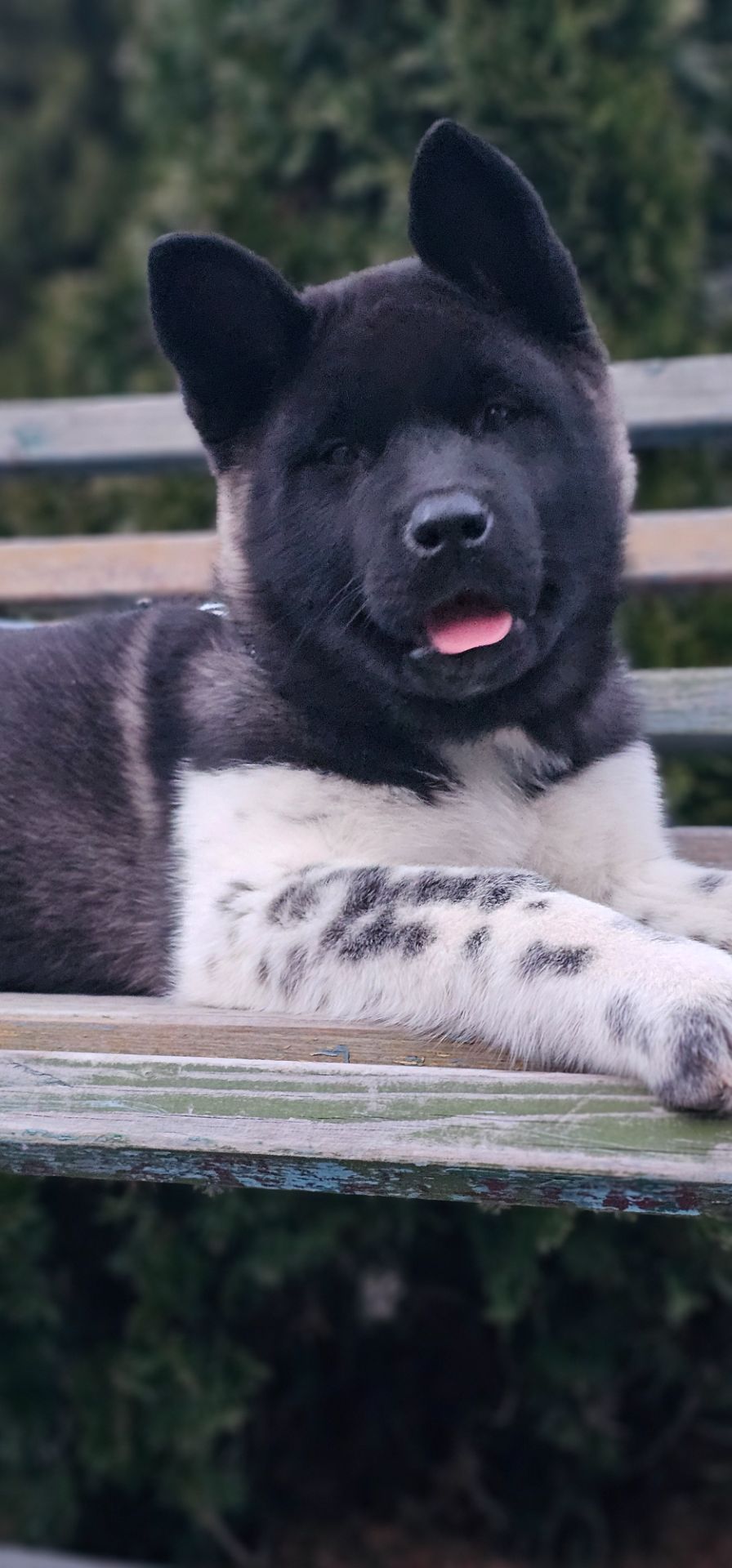 Дівчинка Американська Акіта