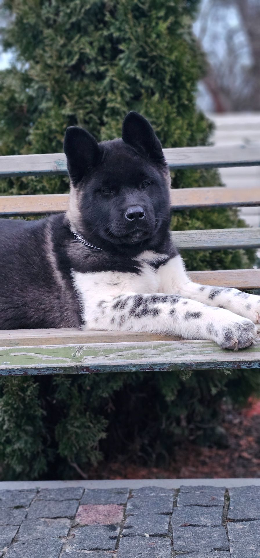 Дівчинка Американська Акіта