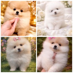 VIP красунчики! Хлопцi та дiвчата!