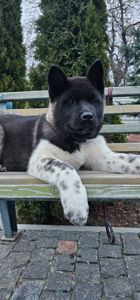 Дівчинка Американська Акіта