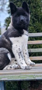 Дівчинка Американська Акіта