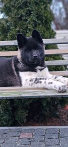 Дівчинка Американська Акіта