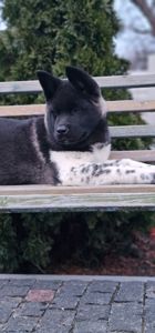 Дівчинка Американська Акіта