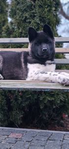 Дівчинка Американська Акіта