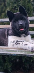 Дівчинка Американська Акіта