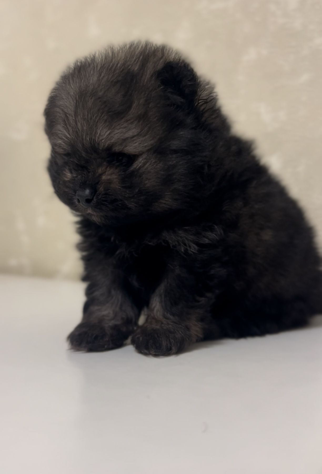 Щенки померанского шпица мини и стандарт