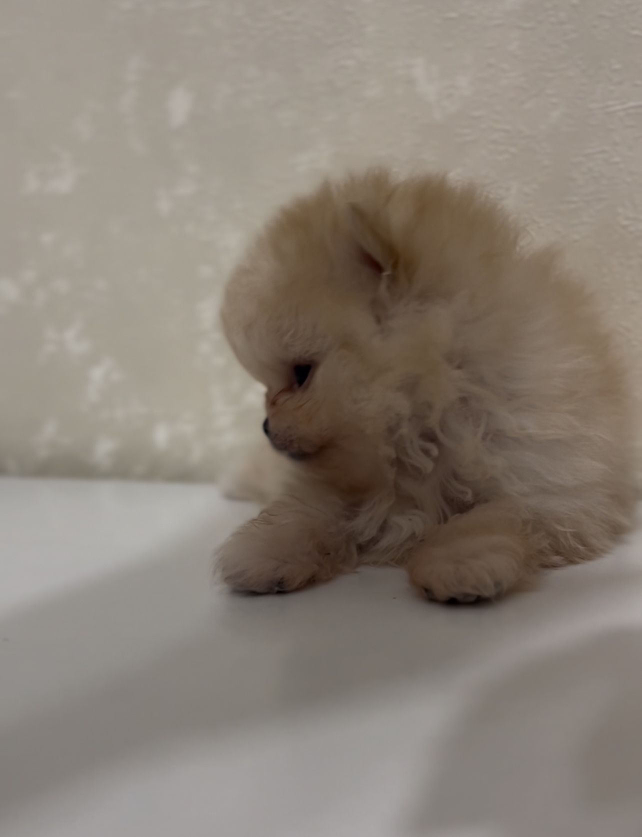 Щенки померанского шпица мини и стандарт