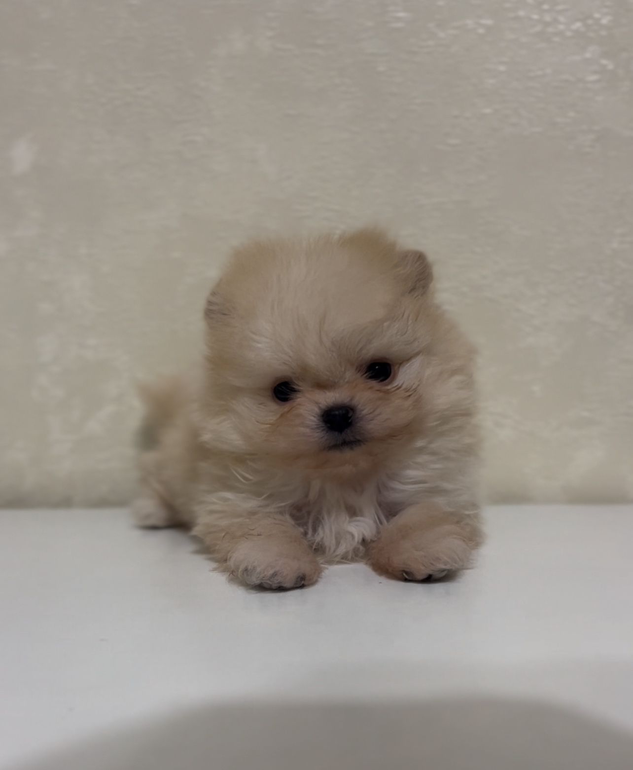 Щенки померанского шпица мини и стандарт