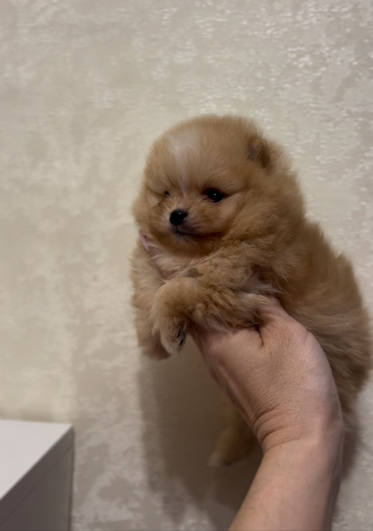 Щенки померанского шпица мини и стандарт