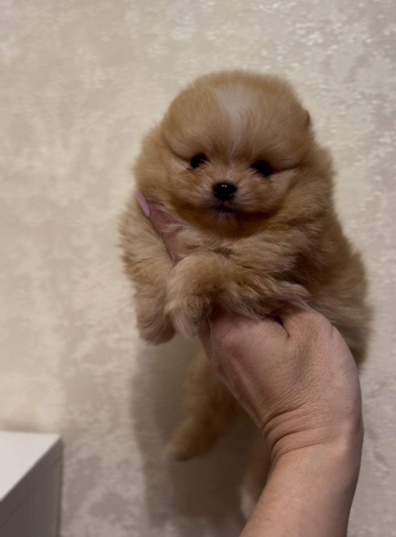 Щенки померанского шпица мини и стандарт