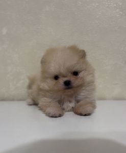 Щенки померанского шпица мини и стандарт