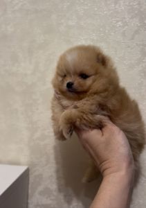 Щенки померанского шпица мини и стандарт