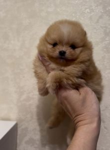 Щенки померанского шпица мини и стандарт