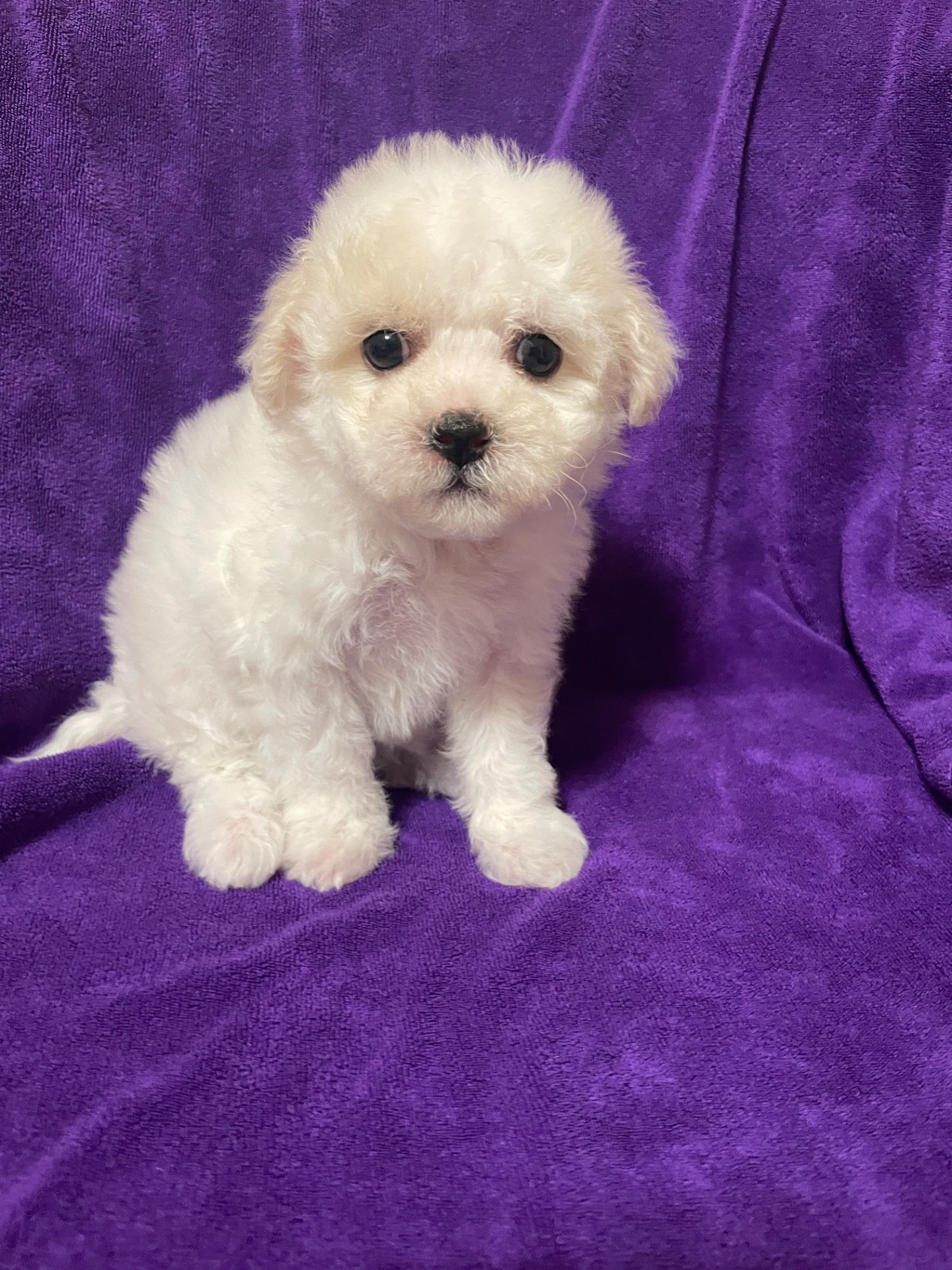 Дівчатка бішони