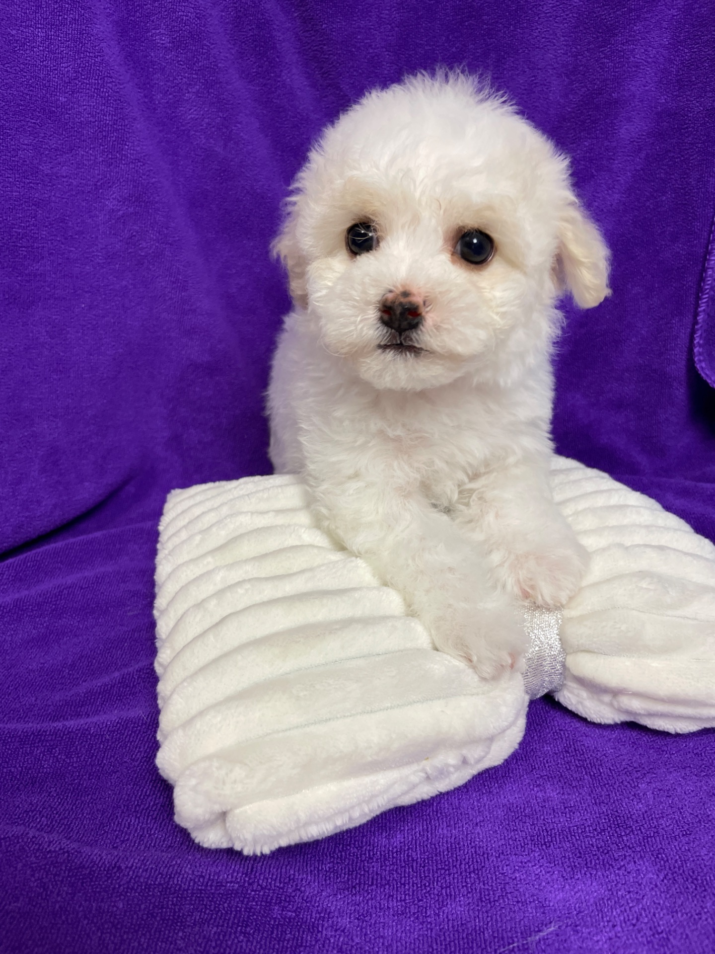 Дівчатка бішони