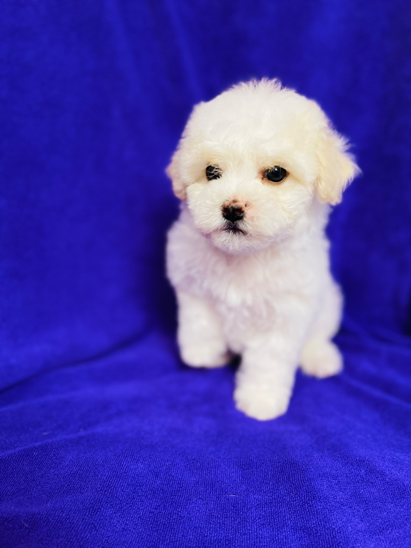 Дівчатка бішони