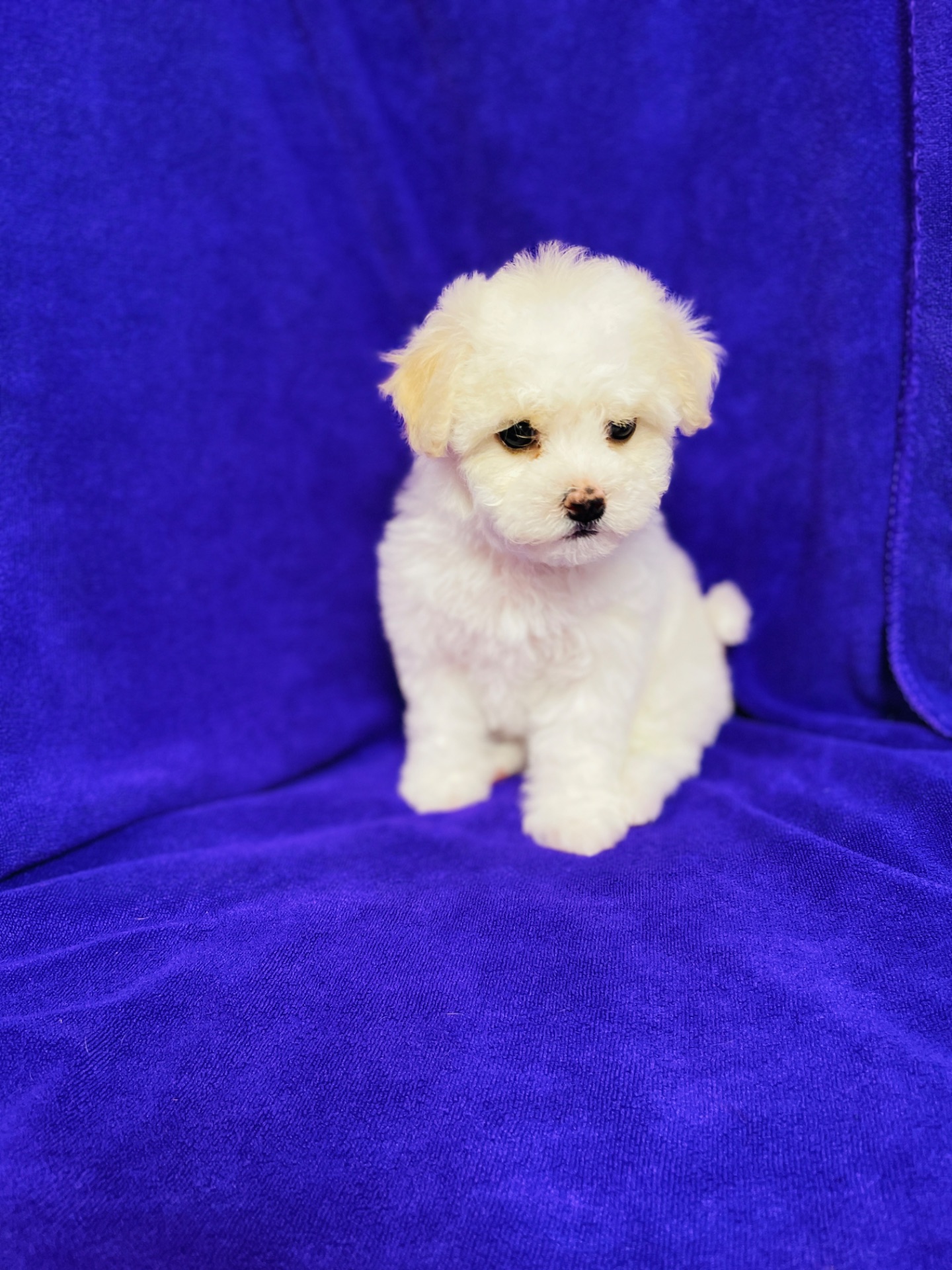 Дівчатка бішони