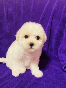 Дівчатка бішони