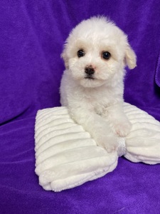 Дівчатка бішони