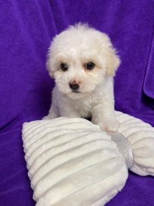 Дівчатка бішони