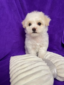 Дівчатка бішони