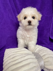 Дівчатка бішони