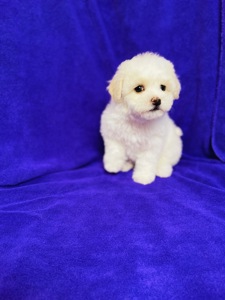 Дівчатка бішони