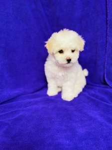 Дівчатка бішони