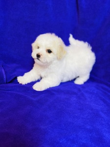 Дівчатка бішони