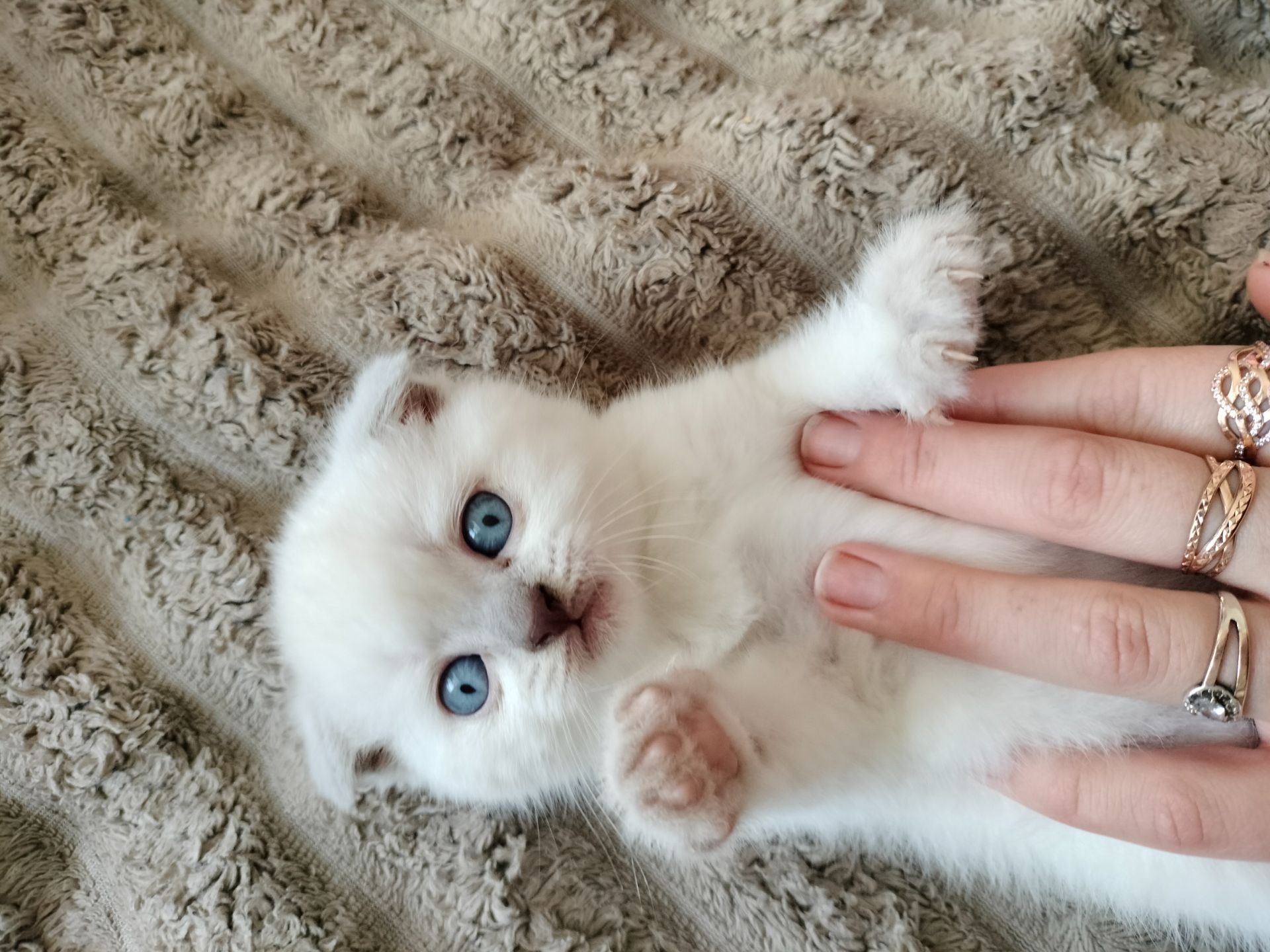 Шотландські висловухі блондини хлопці