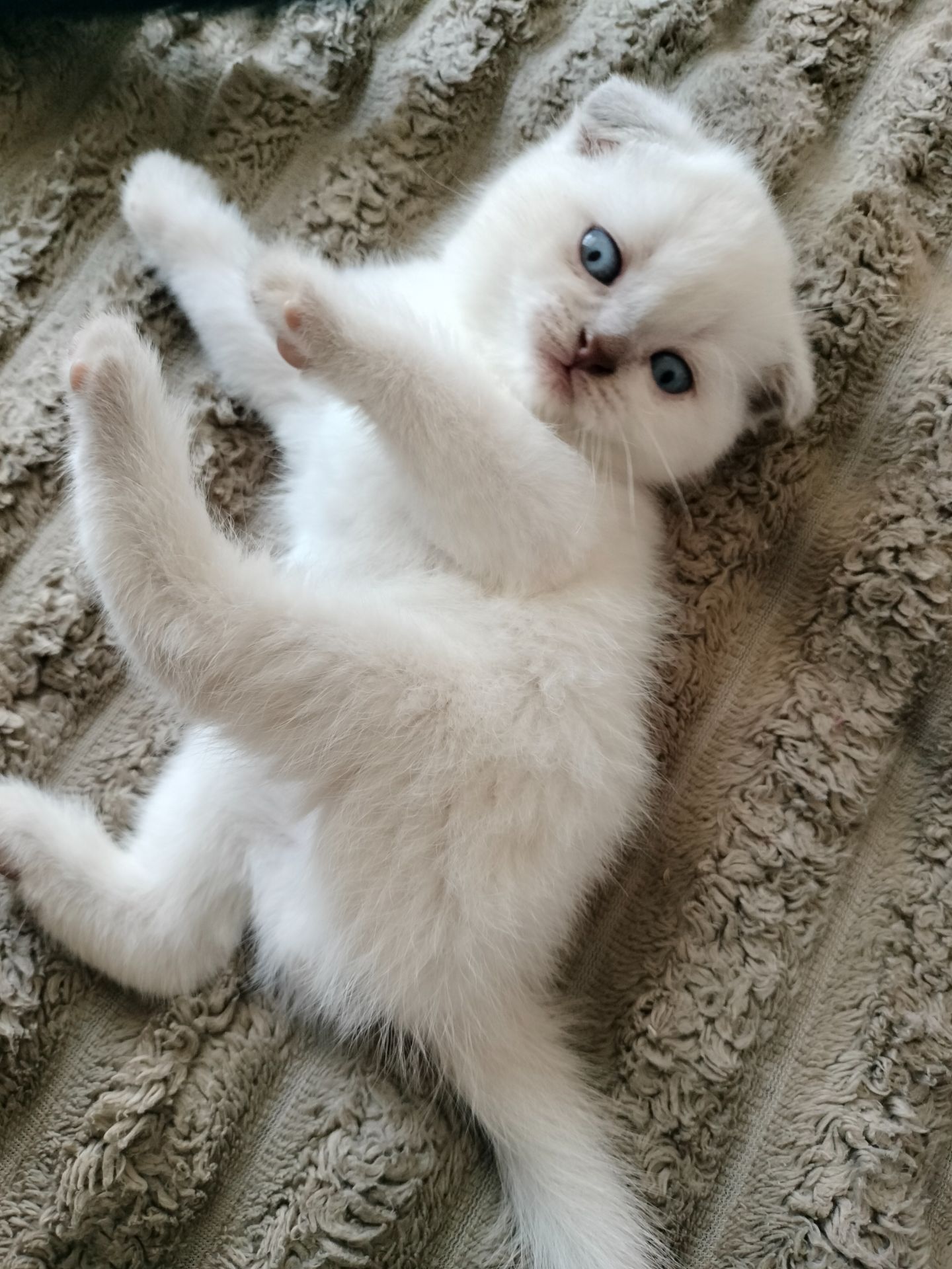 Шотландські висловухі блондини хлопці