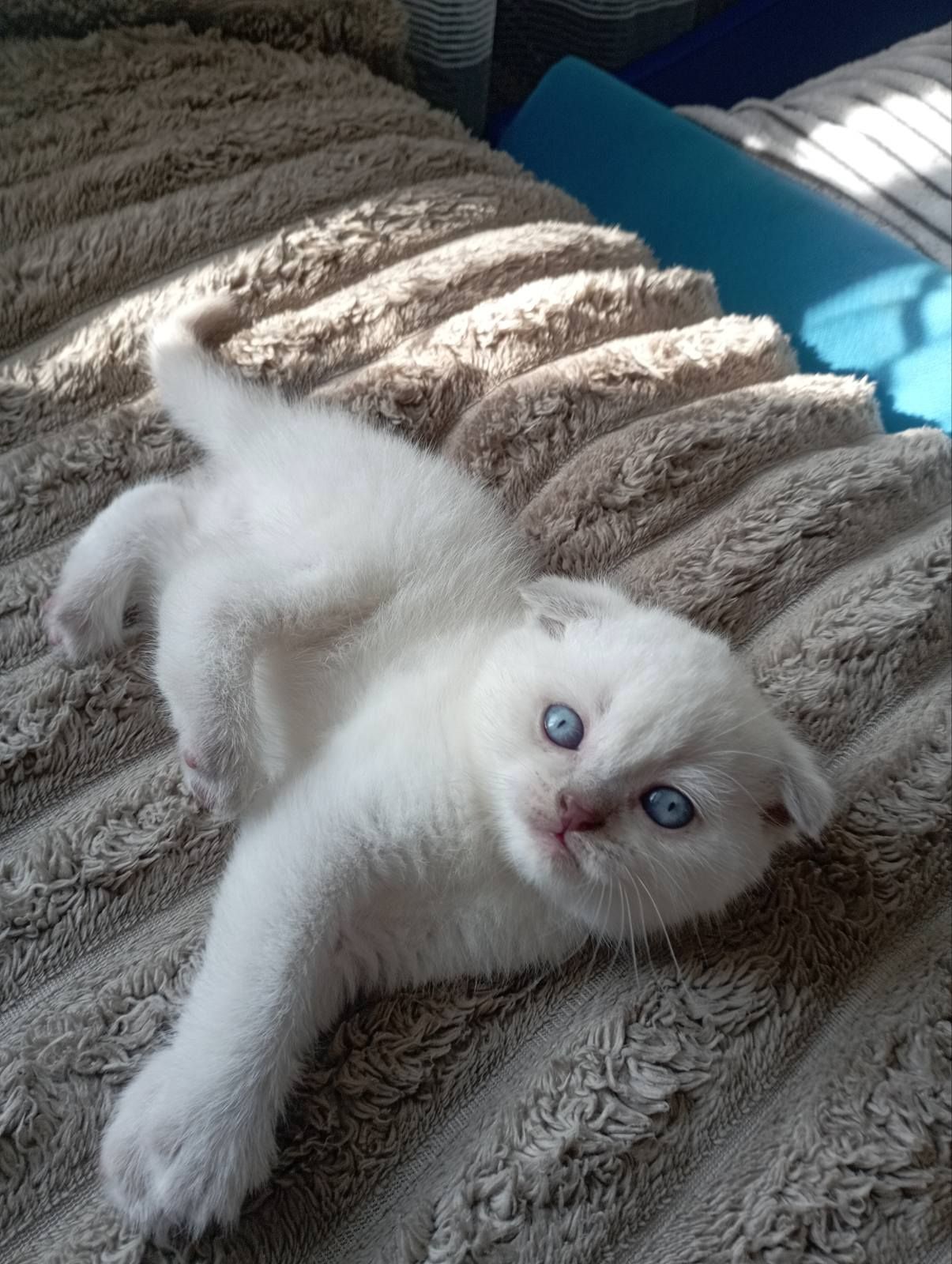 Шотландські висловухі блондини хлопці