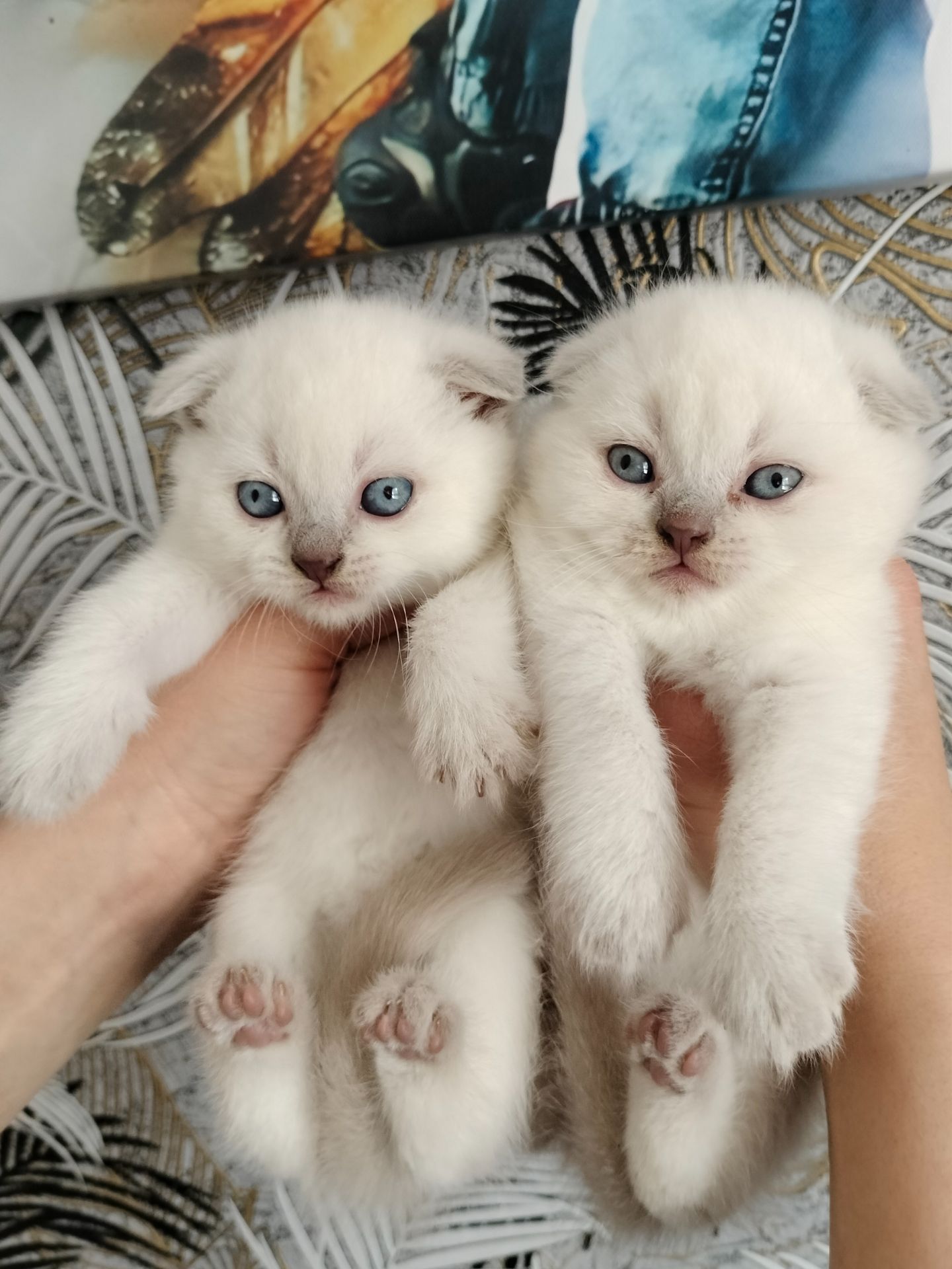 Шотландські висловухі блондини хлопці