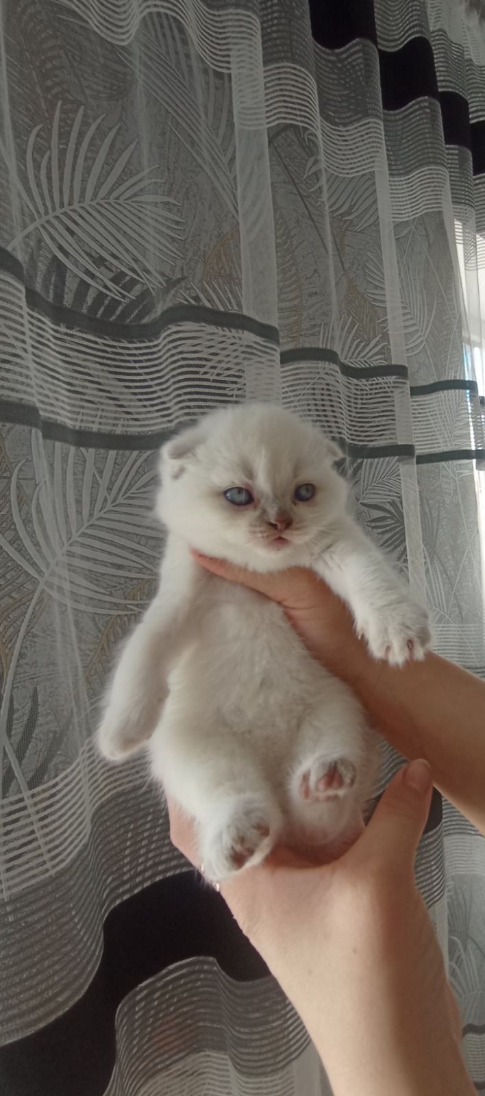 Шотландські висловухі блондини хлопці