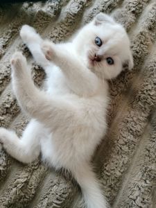 Шотландські висловухі блондини хлопці