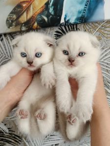 Шотландські висловухі блондини хлопці