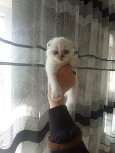 Шотландські висловухі блондини хлопці