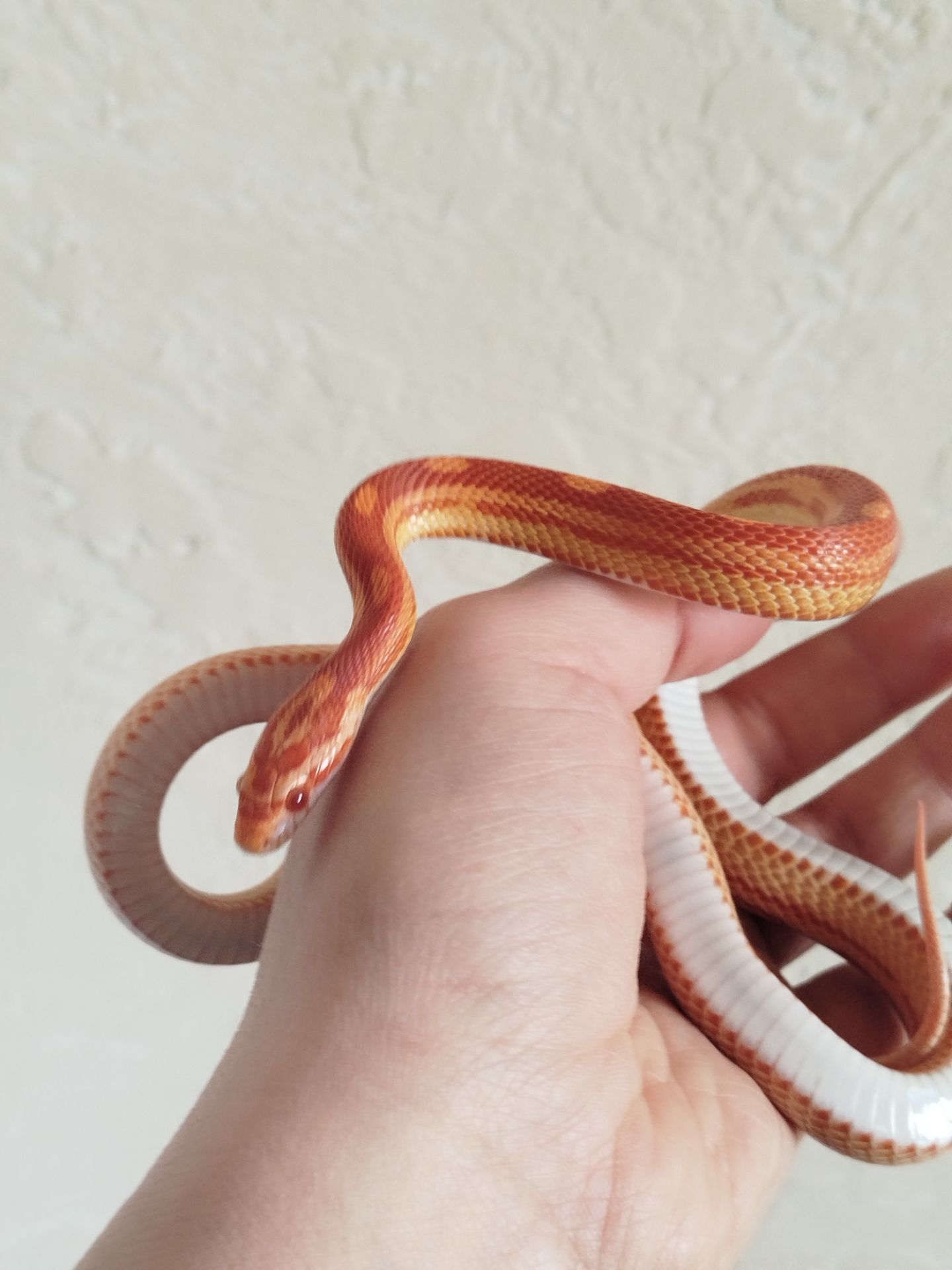 Маисовый полоз 🐍