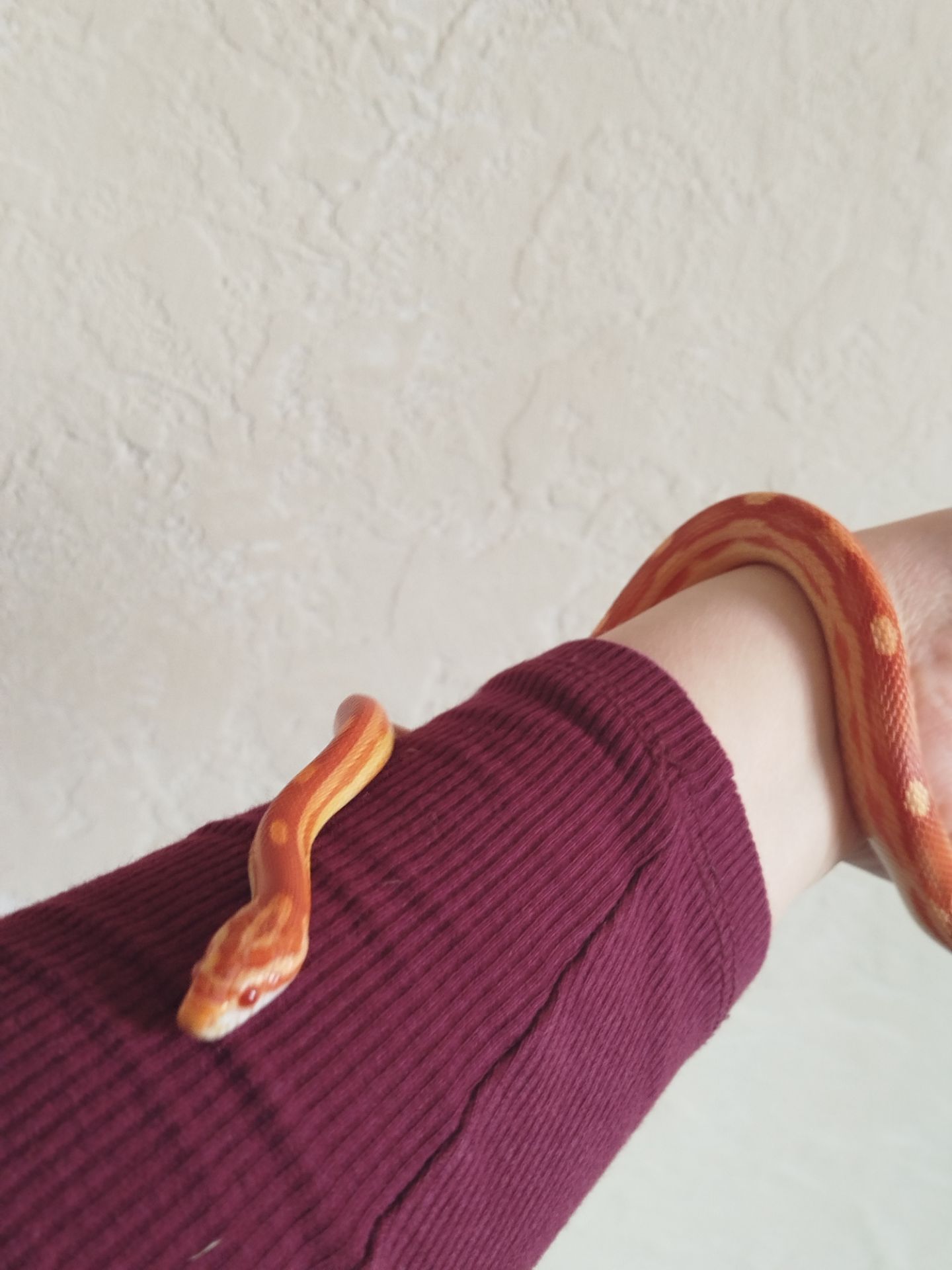 Маисовый полоз 🐍