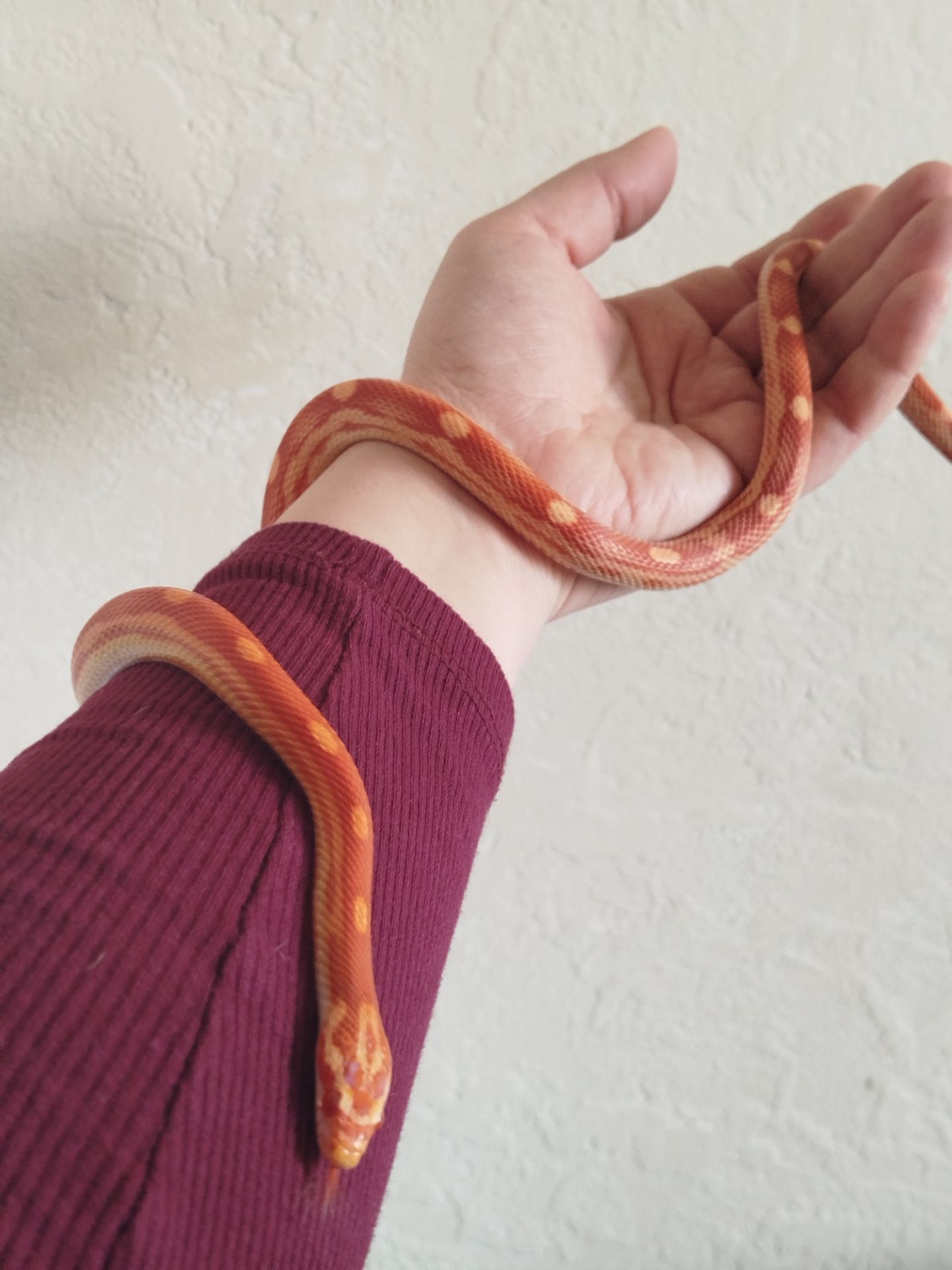 Маисовый полоз 🐍