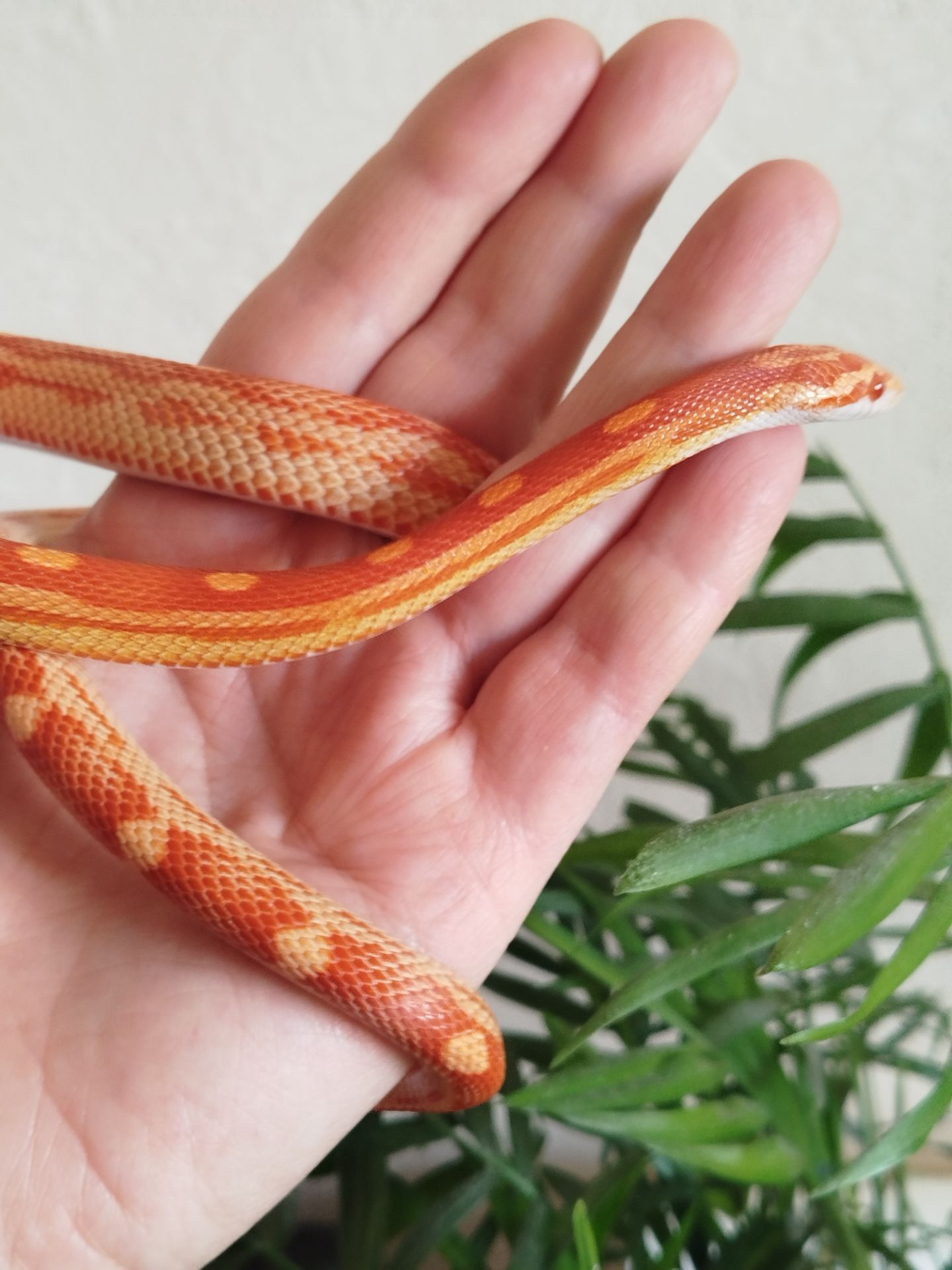 Маисовый полоз 🐍